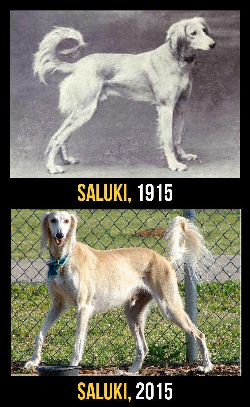 razas perro evolucion 11