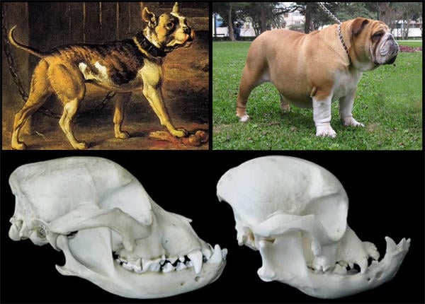 razas perro evolucion 12